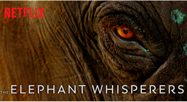 Netflix documentary ‘Elephant Whisperers’ shortlisted for 95th Oscars’